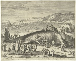 バークヘイで座礁したクジラ、1598 年 1598 年、Sprokkelmaandt の Schevelingen と Katwyk の間のオランダの海岸に座礁した体長 70 フィートのクジラ (オブジェクトのタイトル) 作： Gilliam van der Gouwen