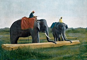 丸太を動かす象、セイロン、c1890 作： Gillot