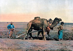 ラクダで耕す農場労働者、コーカサス、c1890。