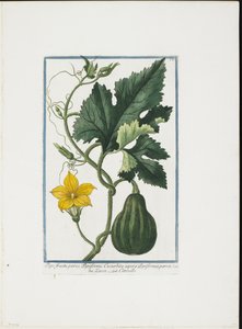 野菜プリント、Hortus Romanus、Vol。 IまたはII、1772〜93（刻印、手塗りのガッシュ） 作： Giorgio Bonelli