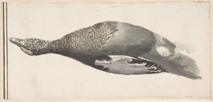死んだアヒル、1685-1755。 作： Giorgio Durante