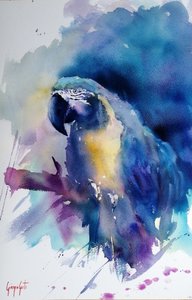 鮮やかな青色のコンゴウインコ