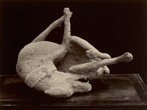 犬、ポンペイ、1870年頃（ガラスネガからの卵白シルバープリント） 作： Giorgio Sommer