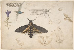 リンドウ、蛾、鳥、猫、絡み合ったモチーフ、ギリシャのフレットの研究、1530-40. 作： Giorgio di Giovanni