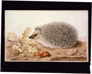 風景の中のハリネズミ (ベラム紙のボディカラー)