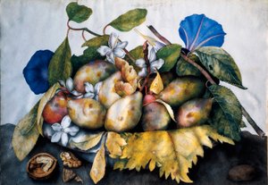 梅、ジャスミン、木の実の皿 ジョヴァンナ・ガルゾーニ（1600-1670）の羊皮紙に描かれた絵 作： Giovanna Garzoni