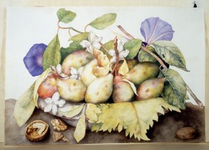 不明な画像 作： Giovanna Garzoni