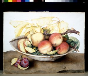 不明な画像 作： Giovanna Garzoni