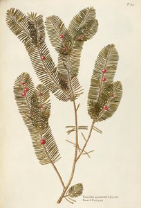 ヨーロッパイチイ (Taxus baccata)、イチイ科ジョヴァンニ・アントニオ・ボッティオーネ作、水彩 作： Giovanni Antonio Bottione