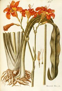 オレンジ カンゾウ (Hemerocallis fulva)、ユリ科、Giovanni Antonio Bottione 作、水彩 作： Giovanni Antonio Bottione