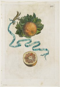 Aurantium Crispo Folio、ヘスペリデス、1646年 作： Giovanni Battista Ferrari