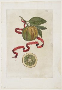 Aurantium Virgatum、ヘスペリデス、1646年 作： Giovanni Battista Ferrari
