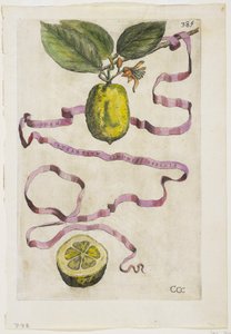 オレンジ色のリモニスと同じEffigle、ヘスペラス出身、1646年 作： Giovanni Battista Ferrari