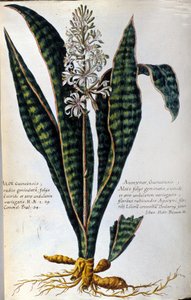 アロエ。 薬用植物。 彫刻 - 「実際の植物史、または薬の使用に属する植物の命名法、説明、および美徳...」 作： Giovanni Battista Morandi