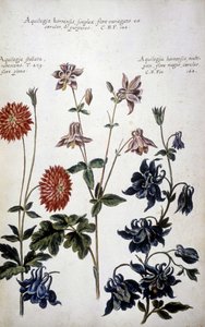 植物ボード: 3 種類の Ancolies (オダマキ) - 「「実用的な植物史、またはメディアの使用、命名法、説明、および美徳に関連する植物...」では、Giovanni Battista Morandi (? - 1761) 作： Giovanni Battista Morandi