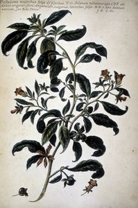 植物チャート: Belladona (Belladona Majoribus Folys) - 「実際の植物史、またはメディアの使用、命名法、説明、および美徳に関連する植物...」、Giovanni Battista Morandi (? - 1761) 作： Giovanni Battista Morandi