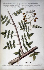 オポバルサムム (seve のある分岐) - 「「実用的な植物史、またはメディア、命名法、説明、および美徳の使用に関連する植物...」」ジョヴァンニ・バッティスタ・モランディ (? - 1761) 作： Giovanni Battista Morandi