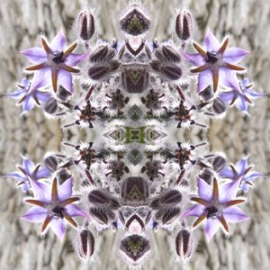 Unnatural 159（デジタルで加工された写真 作： Giovanni Cafagna