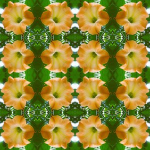Unnatural 171.1（デジタル処理された写真 作： Giovanni Cafagna