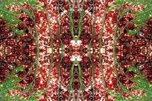 Unnatural 23（デジタル処理された写真） 作： Giovanni Cafagna