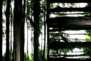 Unnatural 55（デジタル処理された写真） 作： Giovanni Cafagna