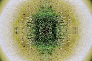 Unnatural 6.1（デジタル操作された写真） 作： Giovanni Cafagna