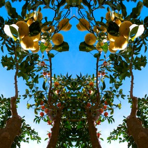 Unnatural 78（デジタル処理された写真） 作： Giovanni Cafagna