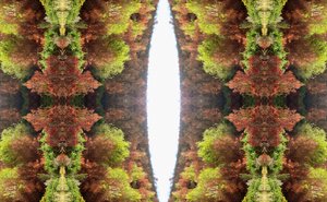 Unnatural 81（デジタル処理された写真） 作： Giovanni Cafagna