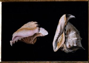 二つの貝殻（貝殻のある静物） フィリッポ・ナポレターノ（1587-1629）による絵画 1618年 薄暗い 39x56 cm フィレンツェ、ピッティ宮殿 作： Giovanni Girolamo Savoldo
