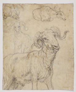 ラムとバッファロー、ヴェルソ（チョークと水彩画） 作： Giovanni da Udine (after)