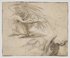 2羽の白鳥、レクト（チョークと水彩画で描いたもの 作： Giovanni da Udine (after)