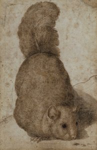 リス (ペンとインク) 作： Giovanni da Udine (attr. to)
