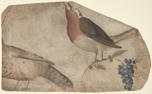 Bird Eating Grapes recto、Tigress verso、1487-1564。 作： Giovanni da Udine