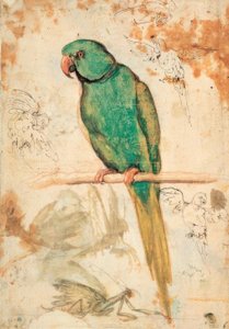 緑のオウムとオウムとカマキリのスケッチ 作： Giovanni da Udine