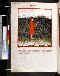ウブブチャシム・デ・バルダッハ作「Theatrum sanitatis」：「Feniculus」、14世紀前半の10年間（細密画） 作： Giovannino de