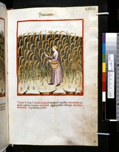 ウブブチャシム・デ・バルダッハ作『Theatrum sanitatis』：「パニカム」、14世紀前半の10年間（細密画） 作： Giovannino de