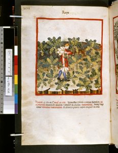 ウブブチャシム・デ・バルダッハ作『Theatrum sanitatis』：「レイプ」、14世紀前半の10年間（細密画） 作： Giovannino de