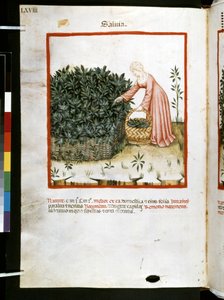 ウブブチャシム・デ・バルダッハ作『Theatrum sanitatis』：「サルビア」、14世紀前半の10年間（細密画） 作： Giovannino de