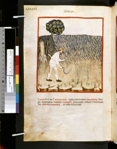 ウブブチャシム・デ・バルダッハ作「シリゴ」14世紀前半の細密画 作： Giovannino de