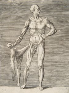 正面から見た男性。右腕と右足の皮膚を右手のハ...、16 世紀。 作： Giulio Bonasone