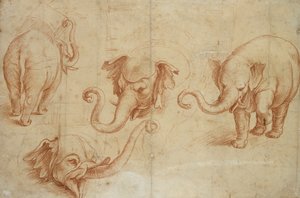 象の 4 つの習作、16 世紀初頭 作： Giulio Romano