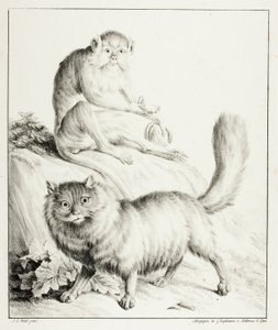 猫と猿