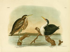 オーストラリアのにがり、1891年 作： Gracius Broinowski