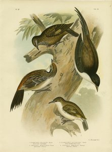 黒尾のクリーパー、1891年 作： Gracius Broinowski