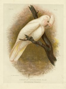 血に染まったコカトゥー、1891年 作： Gracius Broinowski