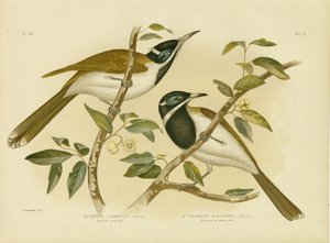 青い顔をしたハニーイーター、1891年 作： Gracius Broinowski