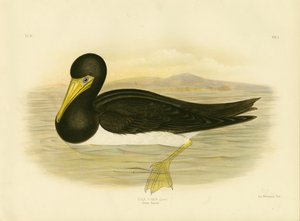 ブラウンギャネット、1891年 作： Gracius Broinowski
