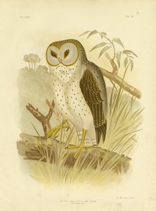 繊細なフクロウ、1891