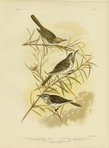 Fulvous-fronted Honeyeater、1891年 作： Gracius Broinowski