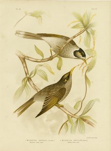 Garrulous HoneyeaterまたはNoisy Miner、1891 作： Gracius Broinowski
